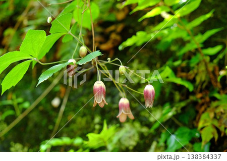 ｛神奈川県｝石垣に咲く半鐘蔓の花 138384337