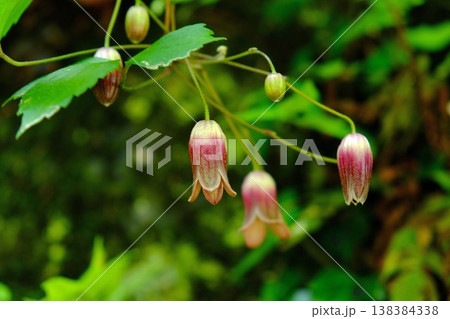 ｛神奈川県｝ハンショウヅルの花　石垣に咲く 138384338