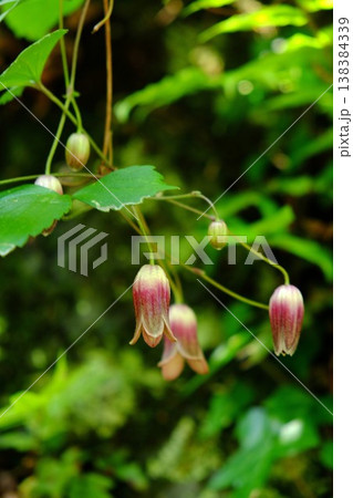 {神奈川県}半鐘蔓の花 石垣に咲く {神奈川県}半鐘蔓の花 石垣に咲く 138384339