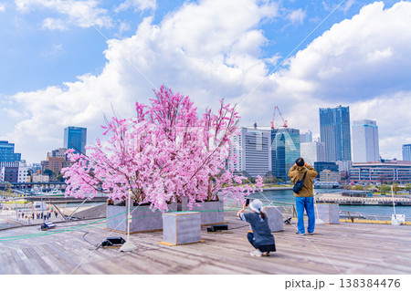 (神奈川県)横浜港大さん橋 くじらのせなかに作られた桜の造花 みなとみらいのビル群 (神奈川県)横浜港大さん橋 くじらのせなかに作られた桜の造花 みなとみらいのビル群 138384476