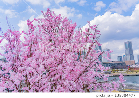 (神奈川県)横浜港大さん橋 くじらのせなかに作られた桜の造花 みなとみらいのビル群 (神奈川県)横浜港大さん橋 くじらのせなかに作られた桜の造花 みなとみらいのビル群 138384477