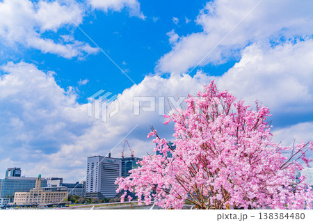 （神奈川県）横浜港大さん橋　くじらのせなかに作られた桜の造花　みなとみらいのビル群 138384480