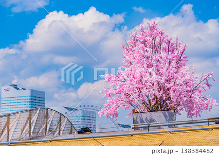 （神奈川県）横浜港大さん橋　くじらのせなかに作られた桜の造花　みなとみらいのビル群 138384482