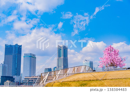 （神奈川県）横浜港大さん橋　くじらのせなかに作られた桜の造花　みなとみらいのビル群 138384483