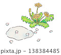 たんぽぽと桜の花びらと水たまりのイラスト たんぽぽと桜の花びらと水たまりのイラスト 138384485