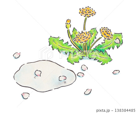 たんぽぽと桜の花びらと水たまりのイラスト 138384485