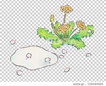 たんぽぽと桜の花びらと水たまりのイラスト 138384485