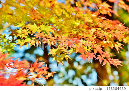 紅葉の新潟県長岡市庭園もみじ園 138384489