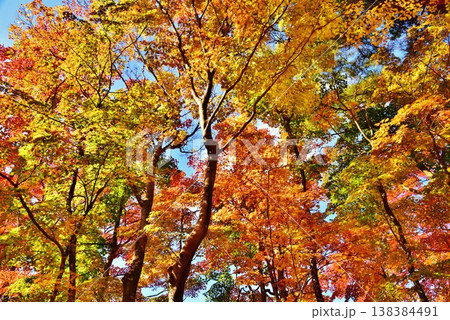 紅葉の新潟県長岡市庭園もみじ園 138384491