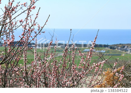 杏子の花が映える田園風景 138384522