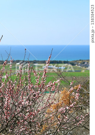 杏子の花が映える田園風景 杏子の花が映える田園風景 138384523