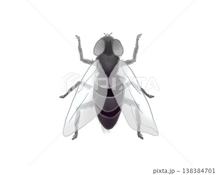 ハエのイラスト 138384701