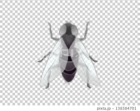 ハエのイラスト 138384701