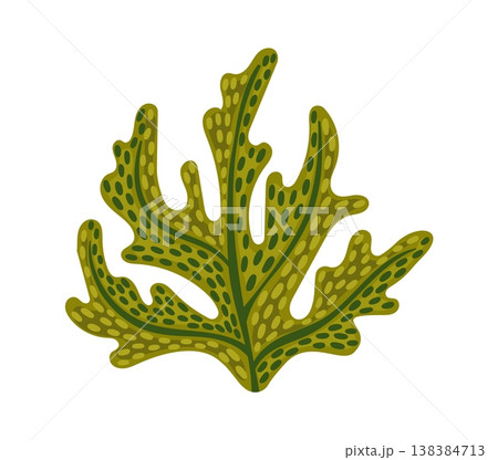 Ocean underwater flora spotted leaves seaweed algae. Ocean water algae leaf, aquarium life underwater isolated vector flora. Tropical sea bottom aquatic plant or coral reef landscape undersea seaweed Ocean underwater flora spotted leaves seaweed algae. Ocean water algae leaf, aquarium life underwater isolated vector flora. Tropical sea bottom aquatic plant or coral reef landscape undersea seaweed 138384713