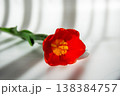 Vibrant red tulip with yellow center lies on a white surface with soft shadows 138384757