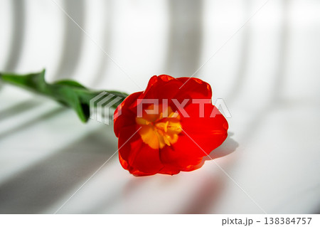 Vibrant red tulip with yellow center lies on a white surface with soft shadows Vibrant red tulip with yellow center lies on a white surface with soft shadows 138384757