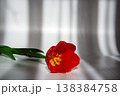 A single vibrant red tulip lies on a white surface with dramatic light and shadow patterns 138384758