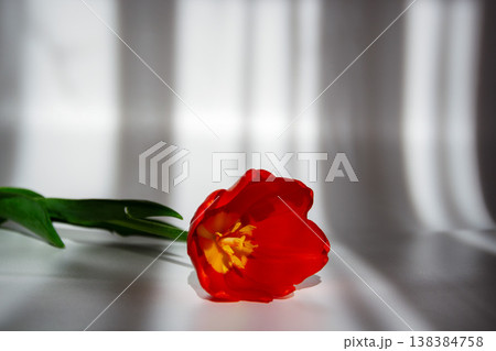 A single vibrant red tulip lies on a white surface with dramatic light and shadow patterns A single vibrant red tulip lies on a white surface with dramatic light and shadow patterns 138384758