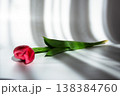 Single red tulip lying on a white surface with dramatic shadows and soft lighting 138384760
