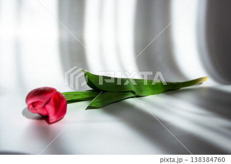 Single red tulip lying on a white surface with dramatic shadows and soft lighting 138384760