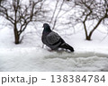 A solitary pigeon standing on a snowy ledge in a winter landscape 138384784