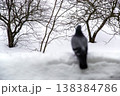 Blur lone pigeon stands in the snow near bare trees on a cold winter day 138384786