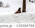 Pigeon standing on snow with a blurred winter background 138384788
