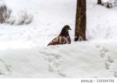 Pigeon standing on snow with a blurred winter background 138384788