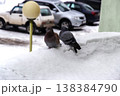 Pigeons perched on snowy ledge near parked cars in winter scene 138384790
