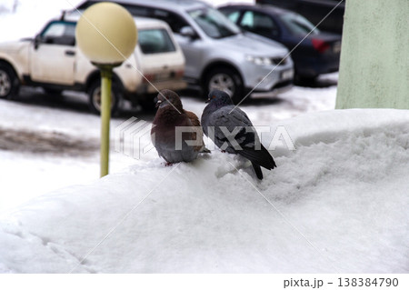 Pigeons perched on snowy ledge near parked cars in winter scene Pigeons perched on snowy ledge near parked cars in winter scene 138384790