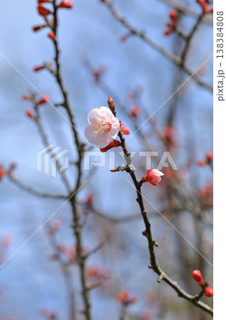 満開の杏子の花 138384808
