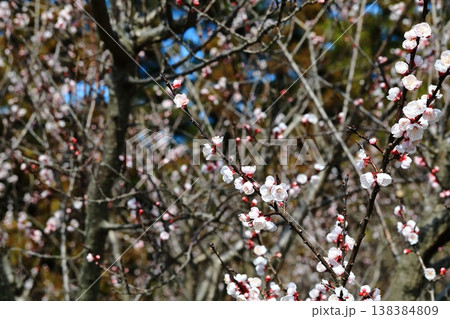 満開の杏子の花 満開の杏子の花 138384809