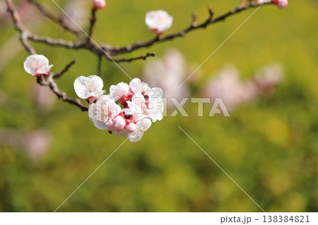 満開の杏子の花 満開の杏子の花 138384821