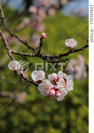 満開の杏子の花 満開の杏子の花 138384823