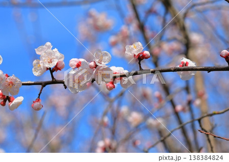 満開の杏子の花 満開の杏子の花 138384824