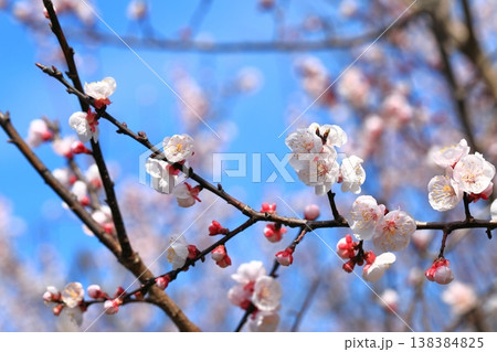 満開の杏子の花 138384825