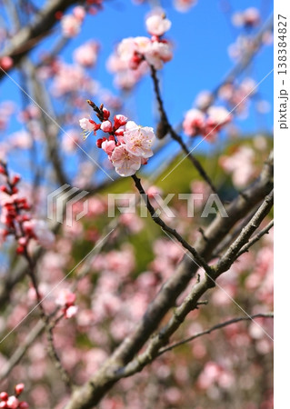 満開の杏子の花 138384827