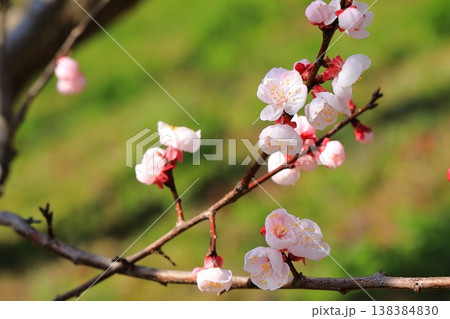 満開の杏子の花 満開の杏子の花 138384830