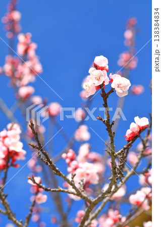 満開の杏子の花 満開の杏子の花 138384834