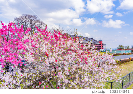 （神奈川県）花桃が咲く春の横浜みなとみらい　赤レンガ倉庫 138384841