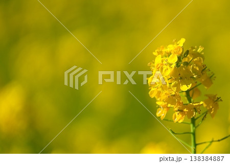 やわらかな黄色背景と菜の花のシンプルな春イメージ 138384887