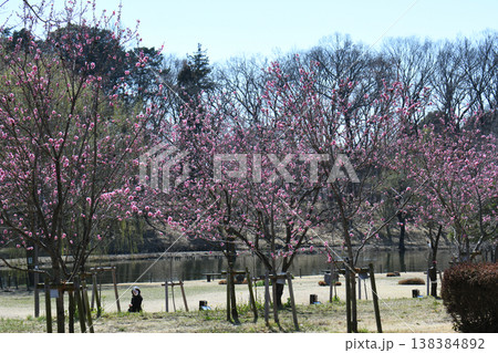 桃祭り　古河公方公園 138384892