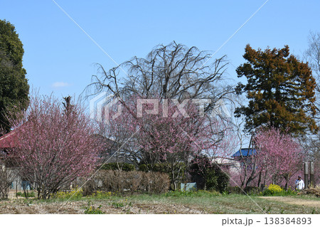 桃祭り　古河公方公園 138384893