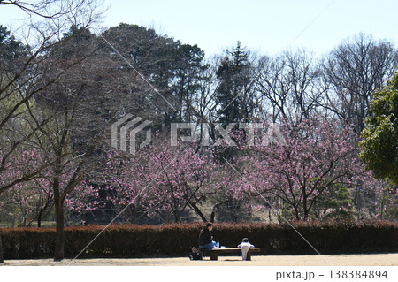桃祭り 古河公方公園 桃祭り 古河公方公園 138384894