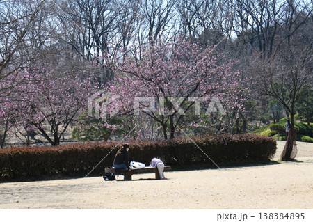 桃祭り 古河公方公園 桃祭り 古河公方公園 138384895