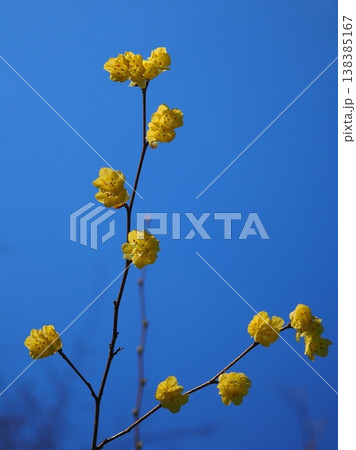 春空とひゅうがみずきの花(20260327152857) 春空とひゅうがみずきの花(20260327152857) 138385167
