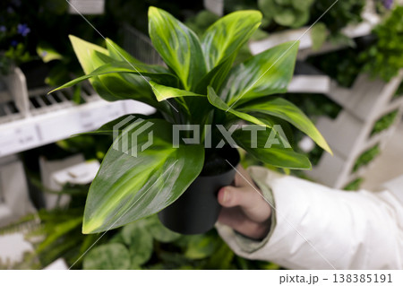 Hand holding an artificial plant with variegated leaves in a supermarket. Improving housing for those with plant allergies. 138385191