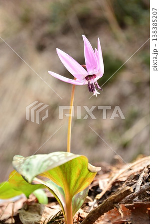 早春の妖精カタクリの花 138385207