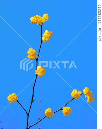 春空とひゅうがみずきの花（afr20260327152857） 138385259