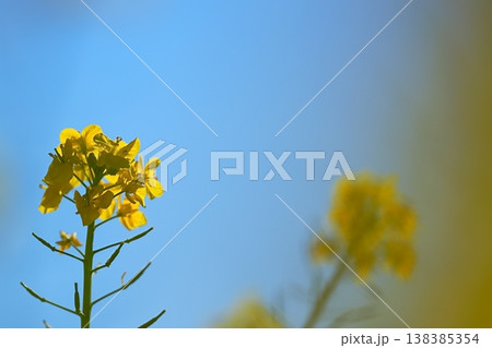青空と菜の花のコントラストが美しい春の風景 138385354